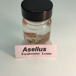 Water Louse, Preserved (PZH 110)