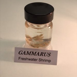 Freshwater Shrimp, Preserved (PZH 115)