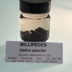 Millipedes, Preserved (PZH 102)