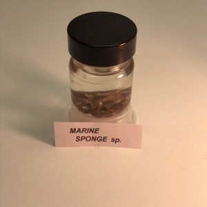 Marine Sponge, Preserved (PZB 005)