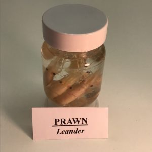 Prawns, Preserved (PZH 135)