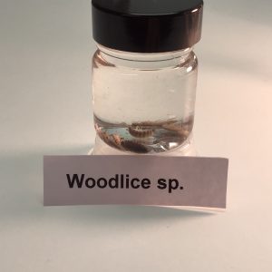 Woodlice, Preserved (PZH 103)