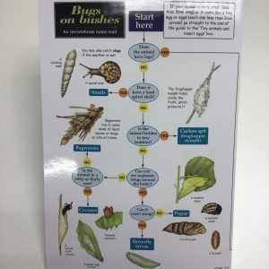 Bugs on Bushes