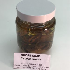 Shore Crabs, Preserved (PZH 145)