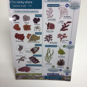 The Rocky Shore