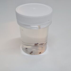 Ants, Garden, Preserved (PZH 104)