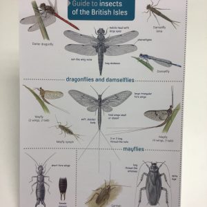Insects of the British Isles