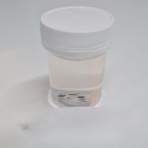 Bed Bugs, Preserved (PZH 113)