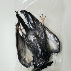 Bird Species, Preserved (PZK 215)