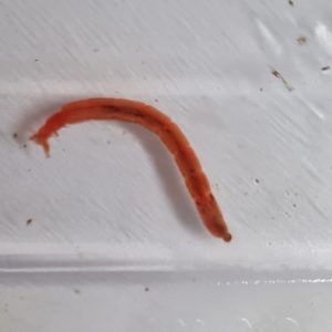 Blood Worms