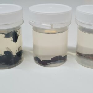 Blowfly, Preserved