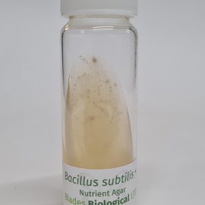 Bacillus subtilis + (LZB 025)