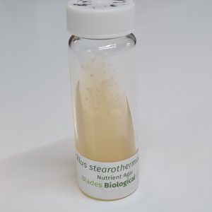 Bacillus stearothermophilus +  (LZB 020)