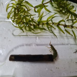 Caddisfly Larvae