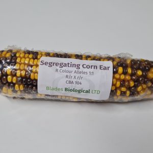 Corn Ears, Segregating