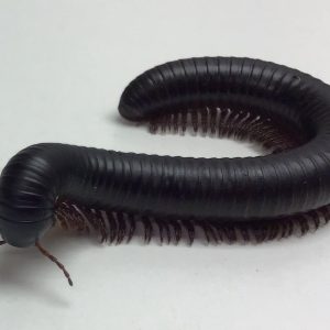 Giant Millipedes