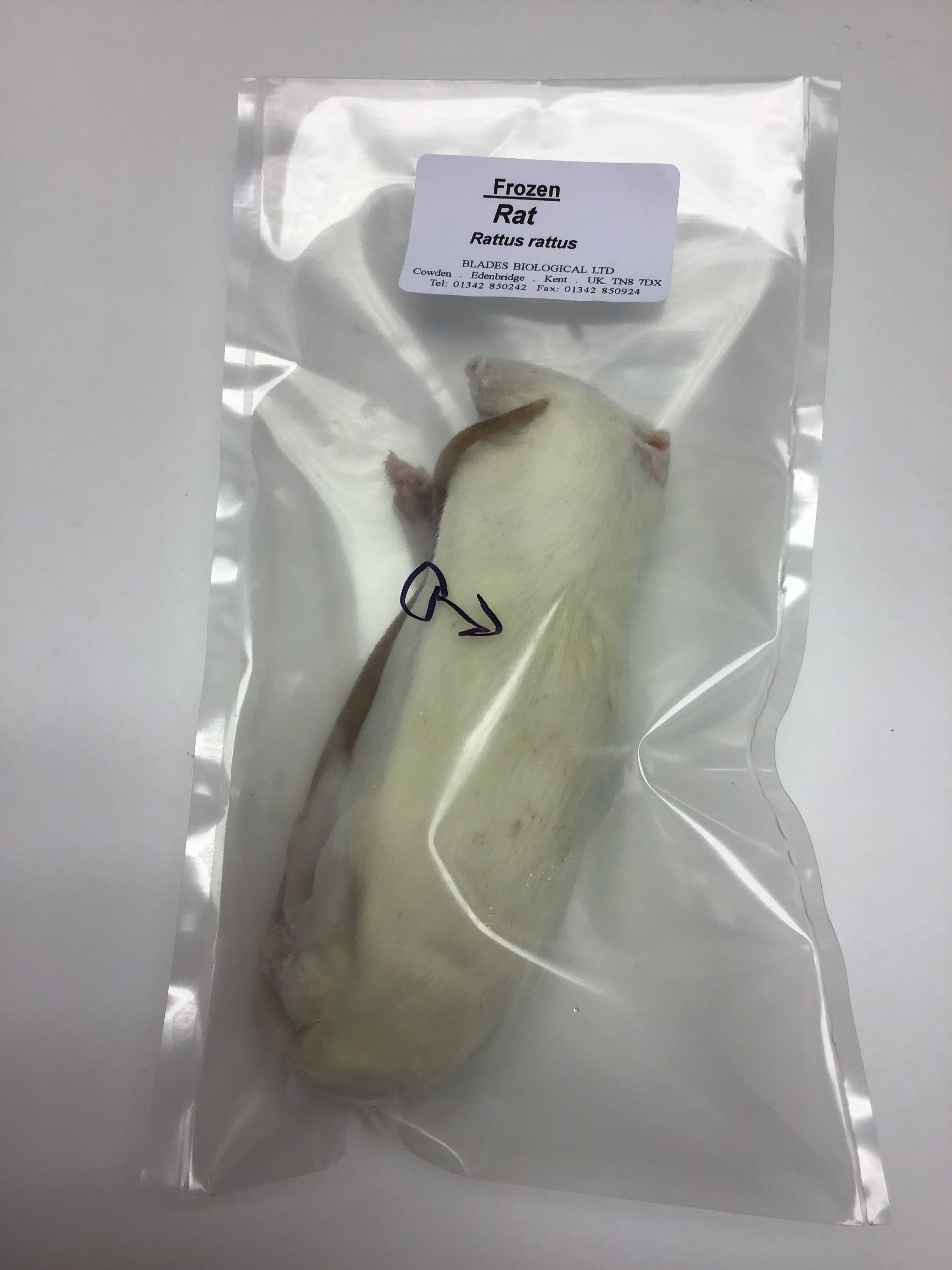 Curated visual reference: Gallery Detail: Rats Frozen Blades Biological Ltd