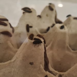 Larder Beetles - Dermesties