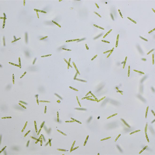 Protozoa's Archives - Blades Biological Ltd - Kent