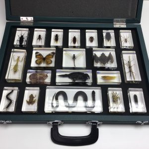Animal Kingdom Plastomount Set (CBP 014)