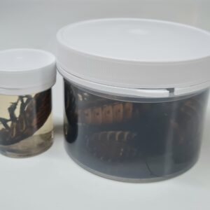 Cockroaches, Giant Hissing, Preserved