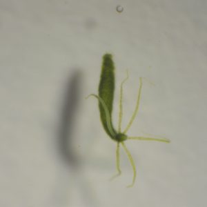 Hydra viridissima pk 10