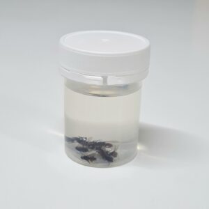 Housefly, Preserved (PZH 061)