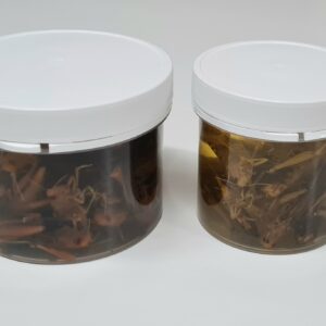 Locusts adult, Preserved