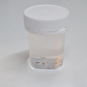 Louse, Preserved (PZH 112)