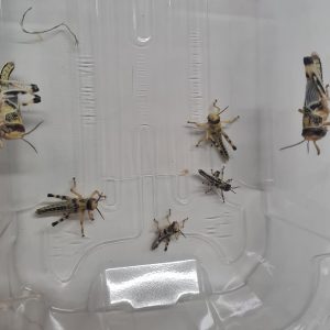 Mixed Instar Schistocerca