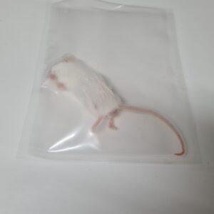 Mice, Frozen