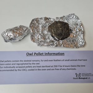 Owl Pellets, Large