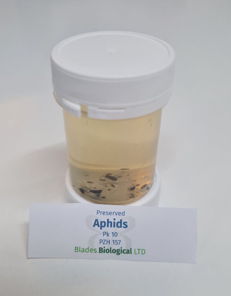 Aphids, Preserved (PZH 157) - Blades Biological Ltd - Kent