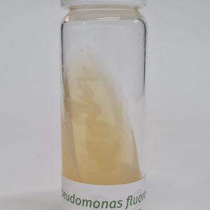 Pseudomonas fluorescens - (LZB 065)
