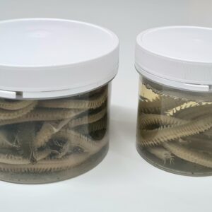 King Rag Worms, Preserved