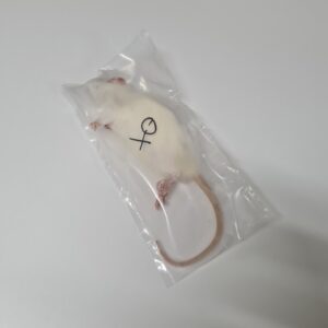 Rats, Frozen