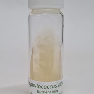 Staphylococcus epidermidis +  (LZB 075)