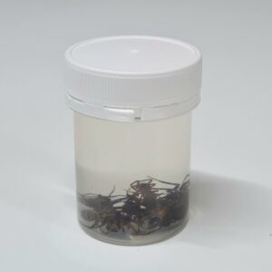 Spiders, Preserved (PZH 131)