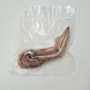 Squid, Preserved (PZF 030)