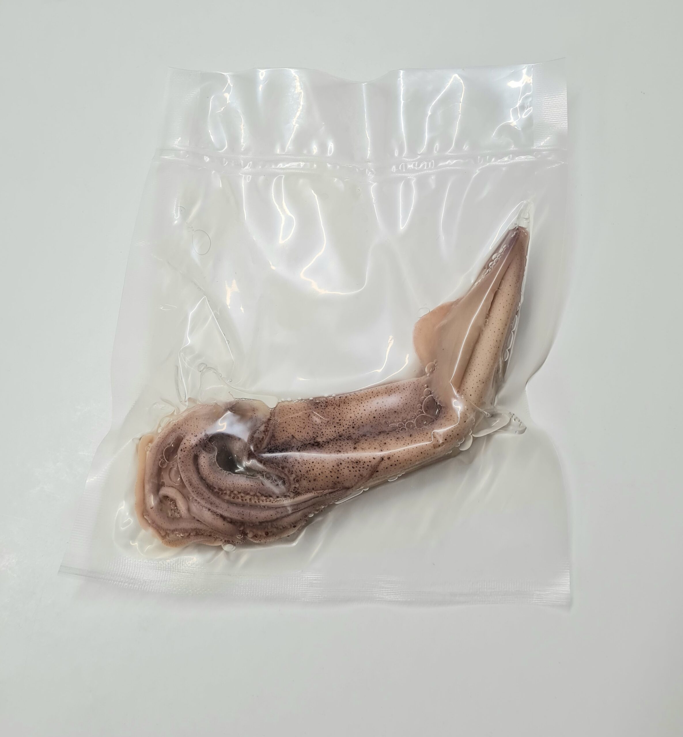 Squid, Preserved (PZF 030)
