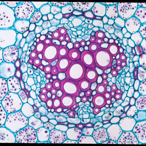 Beginners Plant Microscope Slide Set (CBS 027)