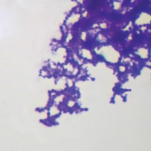 Streptococcus, w.m, Slide (CBS 193)