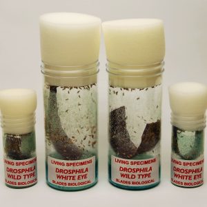 Drosophila Ebony Body (3)
