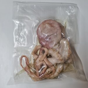 Octopus, Preserved (PZF 035)