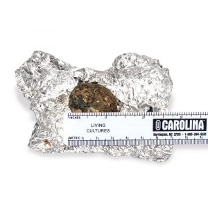 Owl Pellets, Small