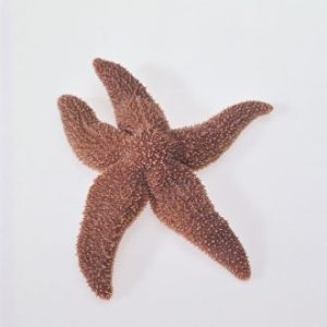 Starfish, Preserved
