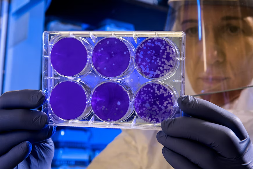 A researcher holding a lab supply to study microorganisms