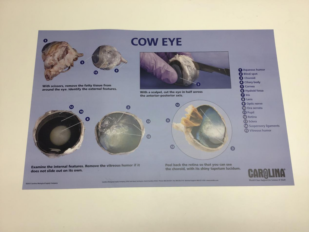 The Art of Dissection: Exploring Biological Equipment for Education ...