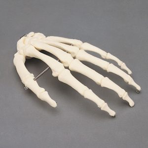 Human Hand, plastic, (CBA 029)