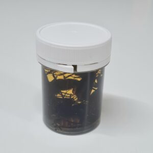 Cockroaches, Blatta orientalis, Preserved